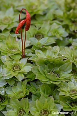 Plant form with sporophytes